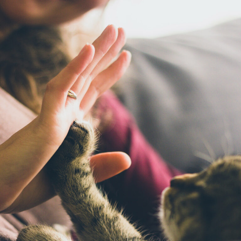 Convivencia Responsable con Animales