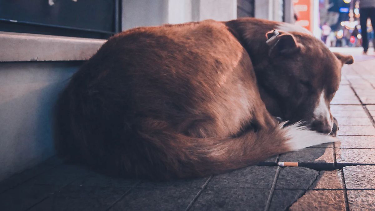 Rescate y Rehabilitación de Perros y Gatos en Abandono