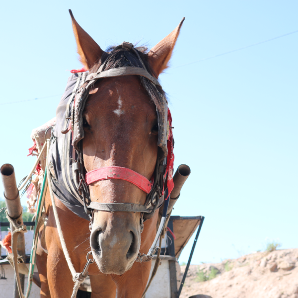 Innovación Pública para la Sustitución de la Tracción Animal 