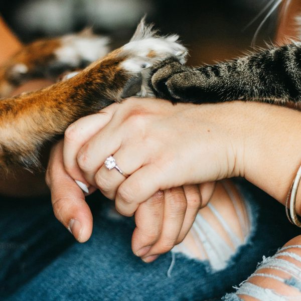 Estudios para la relación entre animales y humanos 