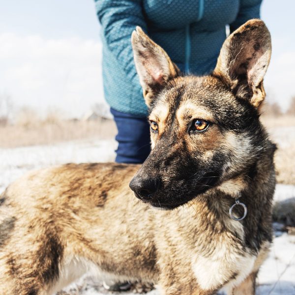Manejo Responsable de Perros con Comportamiento Agresivo