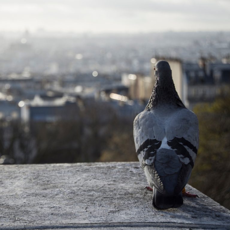 Palomas: entre la paz y la guerra en las ciudades